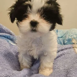 Shih tzu/ Malshi mix