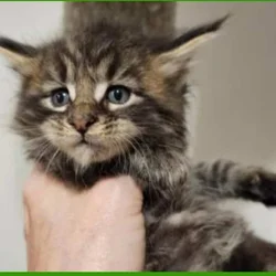 Maine coon kittens