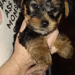 Pure Bred Yorkie Puppies