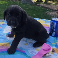 AKC lab puppies