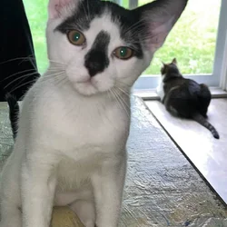 5 month old kittens need a good home