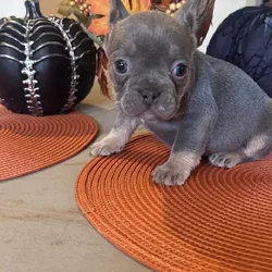 Beautiful colors on these French Bulldog Pups