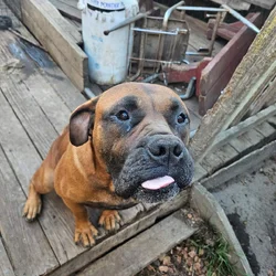 Boerboel puppy's 8 months