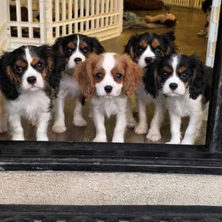 Northern CA AKC Cavalier King Charles Spaniels