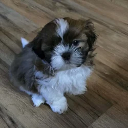 Shih tzu puppies available