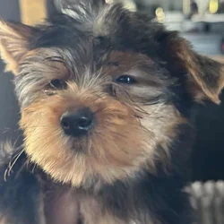 Teacup yorkies in New Jersey