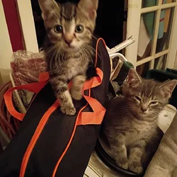 Tabby cat kittens