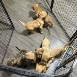 Puppies looking for new home (Males)