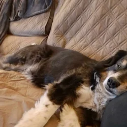 Rehoming purebred Australian Shepherd (Stayton OR)
