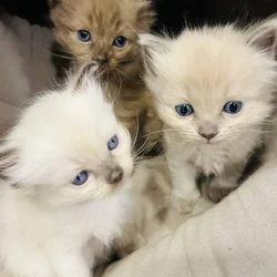Rag doll kitten