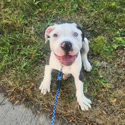 American Bulldog puppy