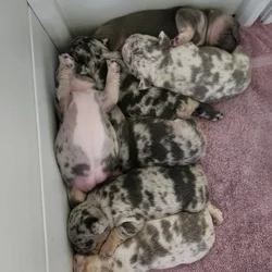 French Bulldog Puppies