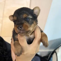 Yorkie