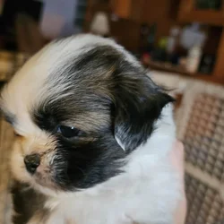 Tiny Tucker