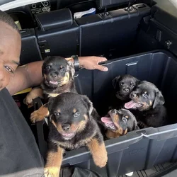 Serbian Rottweiler Puppies!
