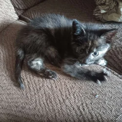 Kitten for sale