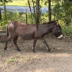 Miniature Donkey, jack, 4 yr old