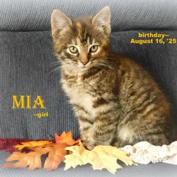 Medium-long haired kitten.