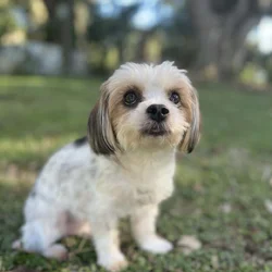Yorkie/Maltese
