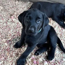 AKC Labrador Retriever Puppies