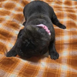 English Mastiff Puppies