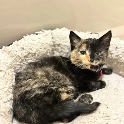 12 Week Old Female Tort Kitten