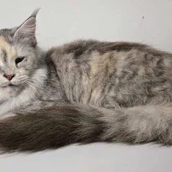 Mainecoon