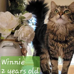 5 foster cats looking for forever homes!