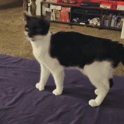 Black and White Polydactyl Kitten