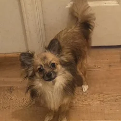1yr Pom-chi male