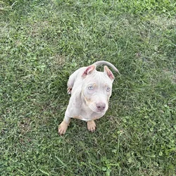 ABKC Lilac Tri Pocket Bully