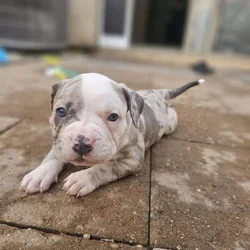 Tri merle French Bulldog/American bulldog