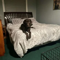 Chocolate Labrador AKC