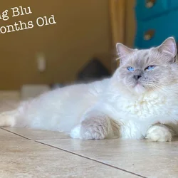 TICA RAGDOLLS KITTENS