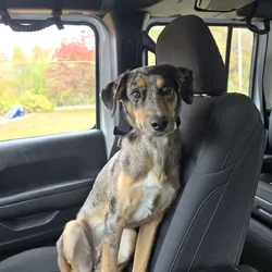 Catahoula Leopard Female, 7 months old