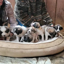 Armenian Gampr Puppies