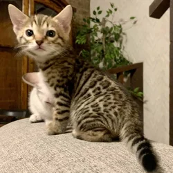 Bengal Kittens