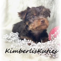 Morkie, Female Phoebe