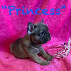 Frenchie * Female * Ukraine Lineage * - Princess