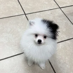 Pixel