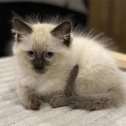 TICA Ragdoll seal point male