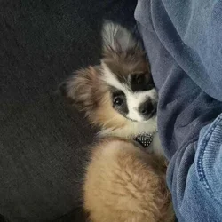 Male pomchi