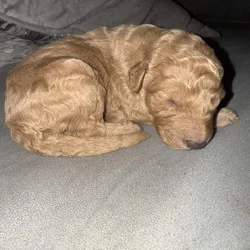 Goldendoodle puppies
