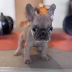 Lilac/fawn with big blue eyes