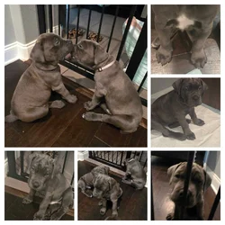 Cane corso puppies for sale