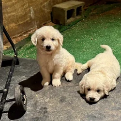 AKC English Cream Golden Retrievers