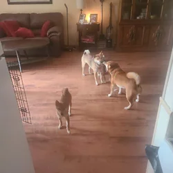 Shiba inu puppies