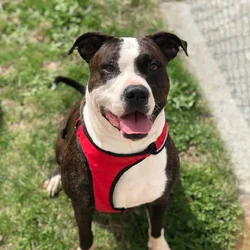 American Bulldog