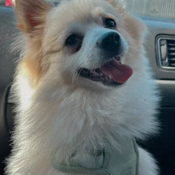 Pomeranian