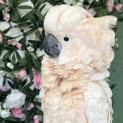 2 year Old Moluccan Cockatoo